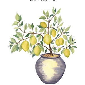 May include: Watercolor illustration of a lemon tree in a gray pot. The tree has green leaves and several yellow lemons. The word "LIMONI" is printed in black at the top. The artwork is on a white background.