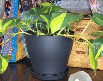 brasil philodendron - local pick-up