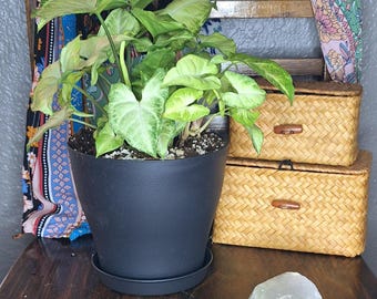 arrowhead plant - local pick-up