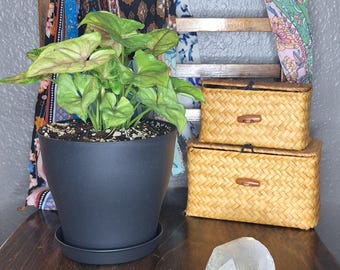 berry allusion arrowhead plant - local pick-up