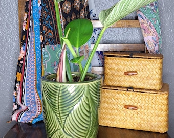 birkin philodendron - local pick-up