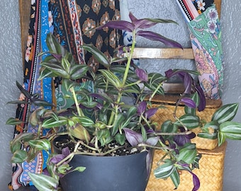 wandering dude - local pick-up