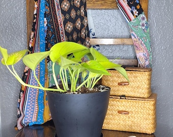 neon pothos - local pick-up