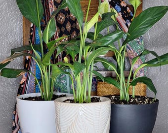 peace lily - local pick-up