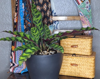 rattlesnake calathea - local pick-up