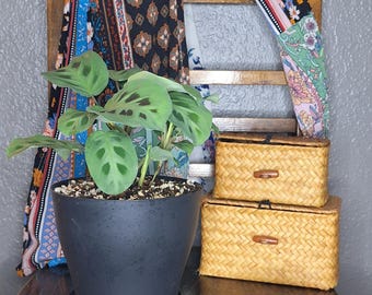 prayer plant - local pick-up