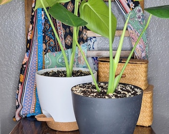 monstera - local pick-up