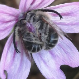 Può includere: Primo piano di un'ape su un fiore viola chiaro. L'ape è nera e grigia con segni a strisce. Il fiore ha petali delicati e un centro scuro. L'immagine è ben illuminata, evidenziando i dettagli dell'ape e del fiore.