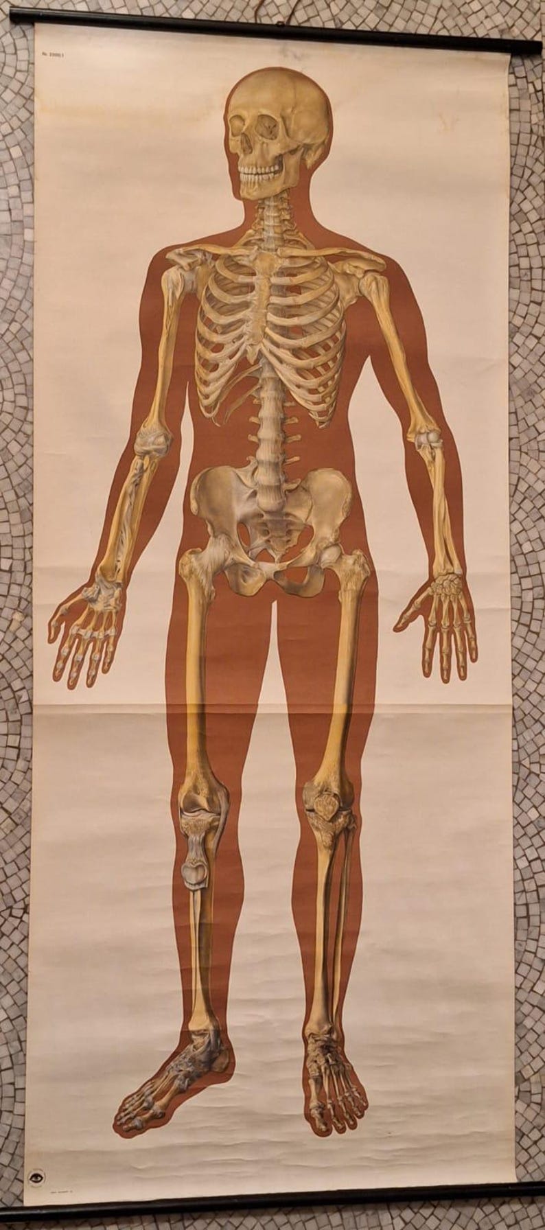 Vintage School Chart 1970 - Anatomy - Skeleton Human Body - Etsy