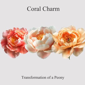 Clipartset koraalbedel pioenroos – 3 bloeistadia – transparante png-bloemen – botanisch digitaal