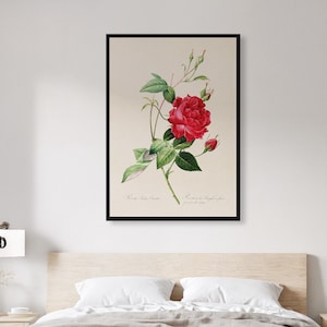 Vintage Red Rose Botanical Poster, Floral Illustration Wall Art, Framed Cottagecore Decor, Garden Flower Artwork, Gift for Her