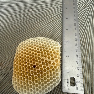 May include: A natural honeycomb fragment with a hexagonal cell structure, featuring a gradient of pale yellow to light brown tones. A metal ruler is placed alongside the honeycomb, indicating a width of approximately 3.5 inches for the specimen.