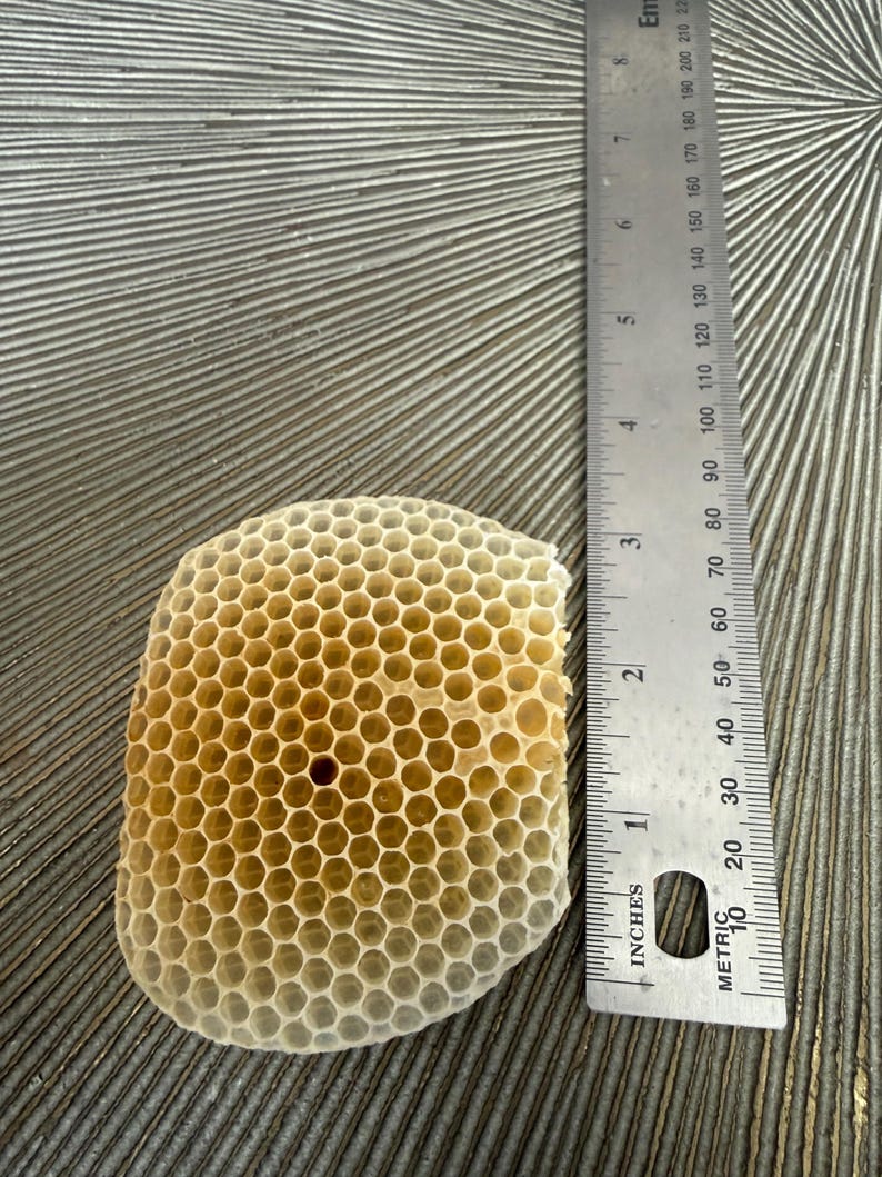 May include: A natural honeycomb fragment with a hexagonal cell structure, featuring a gradient of pale yellow to light brown tones. A metal ruler is placed alongside the honeycomb, indicating a width of approximately 3.5 inches for the specimen.