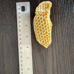 May include: A piece of light yellow, natural honeycomb with a hexagonal cell structure, positioned next to a metal ruler that shows the fragment measures approximately 4 inches in length and 1.5 inches at its widest point.