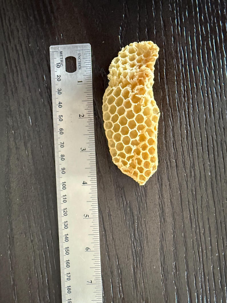 May include: A piece of light yellow, natural honeycomb with a hexagonal cell structure, positioned next to a metal ruler that shows the fragment measures approximately 4 inches in length and 1.5 inches at its widest point.