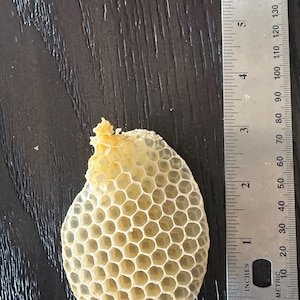 May include: A pale yellow, teardrop-shaped piece of natural honeycomb with a hexagonal cell pattern. A metal ruler is positioned alongside the honeycomb, showing it measures approximately 3 inches in length and 2 inches in width.