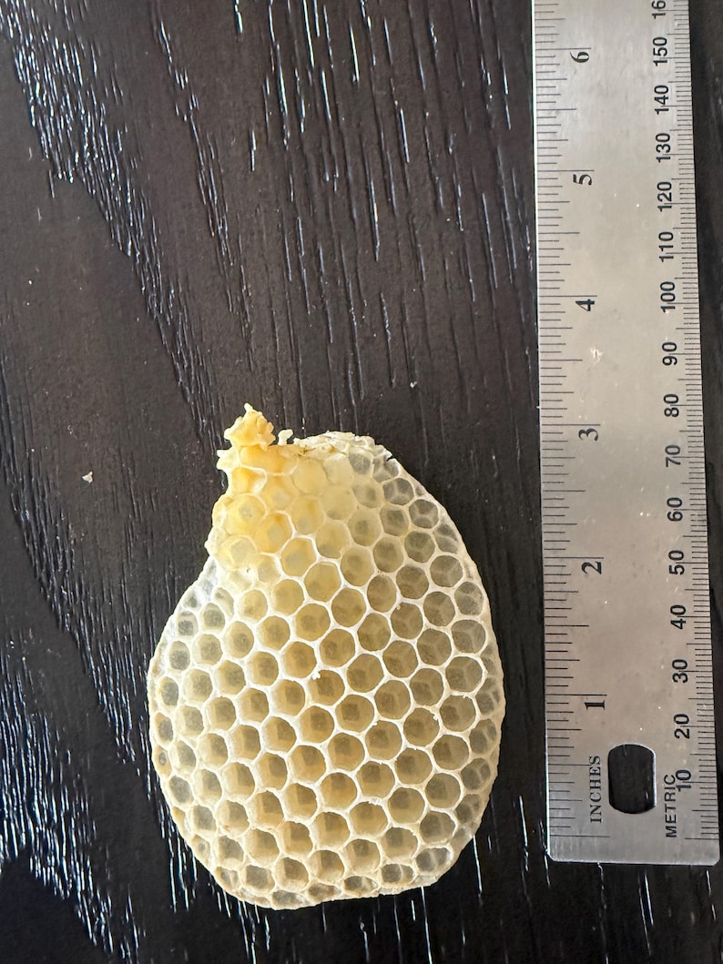 May include: A pale yellow, teardrop-shaped piece of natural honeycomb with a hexagonal cell pattern. A metal ruler is positioned alongside the honeycomb, showing it measures approximately 3 inches in length and 2 inches in width.