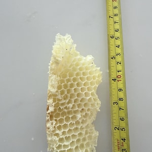 May include: A piece of light yellow, hexagonal honeycomb structure positioned next to a yellow measuring tape. The tape shows the honeycomb fragment measures approximately 8.5 inches in length, with a clear view of the wax cell pattern.