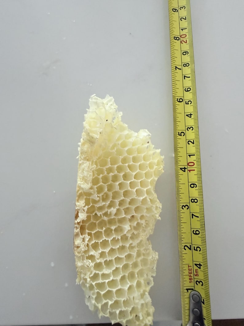 May include: A piece of light yellow, hexagonal honeycomb structure positioned next to a yellow measuring tape. The tape shows the honeycomb fragment measures approximately 8.5 inches in length, with a clear view of the wax cell pattern.