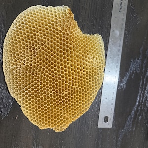 Pièce en nid d'abeille brut, très grande 7-8 pouces, décoration apicole, décoration d'intérieur naturelle de ferme