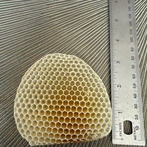 May include: A piece of natural, off-white honeycomb with a hexagonal cell structure positioned next to a metal ruler. The ruler shows the honeycomb measures approximately 3.5 inches in width and 3 inches in height, displaying clear detail.