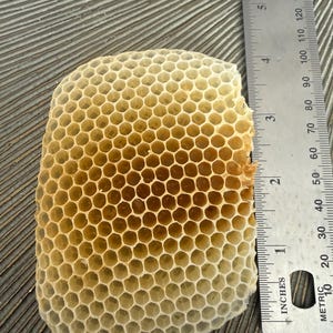 May include: A natural beeswax honeycomb section with a hexagonal cell structure, positioned next to a metal ruler showing a length of approximately 3.5 inches. The honeycomb is light tan and cream in color with visible open cells.