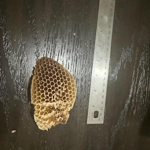May include: A tan, hexagonal honeycomb fragment with a damaged lower section, positioned next to a metal ruler showing a length of approximately 4 inches. The honeycomb structure displays a repeating pattern of small, open, six-sided cells.