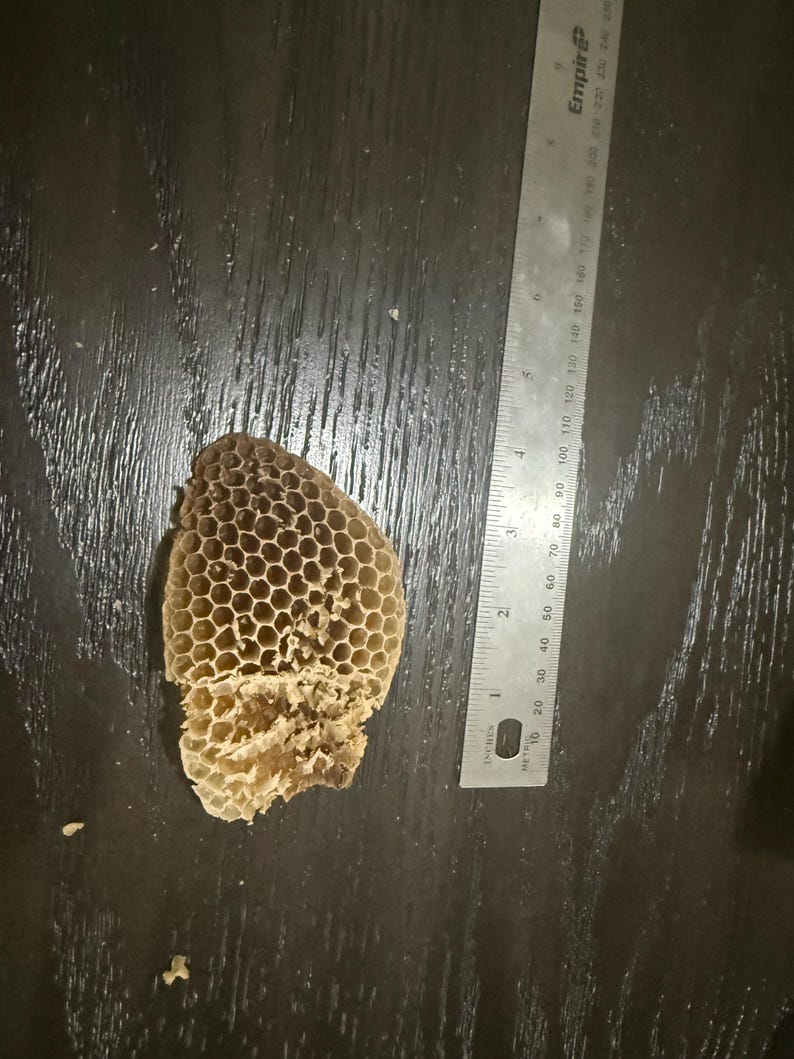 May include: A tan, hexagonal honeycomb fragment with a damaged lower section, positioned next to a metal ruler showing a length of approximately 4 inches. The honeycomb structure displays a repeating pattern of small, open, six-sided cells.