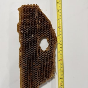 May include: A brown, irregular piece of natural honeycomb with a central circular hole, positioned next to a yellow measuring tape that indicates a length of approximately 13 inches from the top edge to the bottom edge of the honeycomb structure.