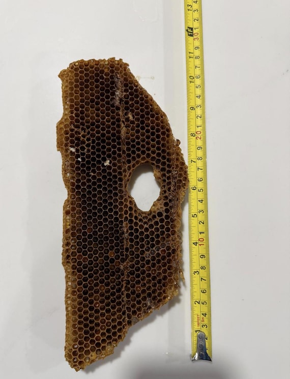 Raw Honeycomb Piece, Extra Large 7-8 inch, Beekeeping Decor, Farmhouse Natural Home Decor
