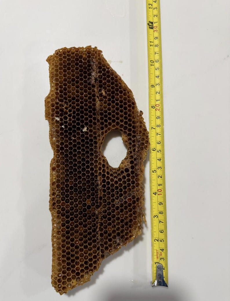 May include: A brown, irregular piece of natural honeycomb with a central circular hole, positioned next to a yellow measuring tape that indicates a length of approximately 13 inches from the top edge to the bottom edge of the honeycomb structure.