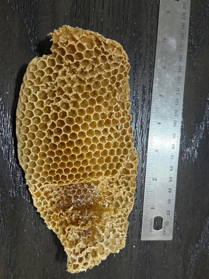 May include: A piece of natural honeycomb with hexagonal cells, partially filled with golden honey. A metal ruler is placed alongside, showing the honeycomb measures approximately 8 inches in length and 4 inches in width at its widest point.