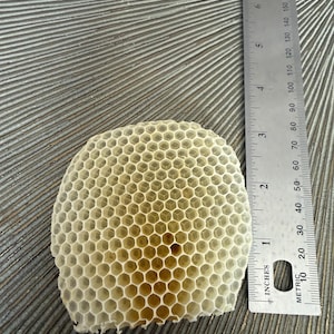 May include: A piece of off-white honeycomb with a hexagonal pattern, positioned next to a metal ruler showing a width of approximately 3.5 inches. The structure features numerous small, uniform cells with a light yellow tint in the center.