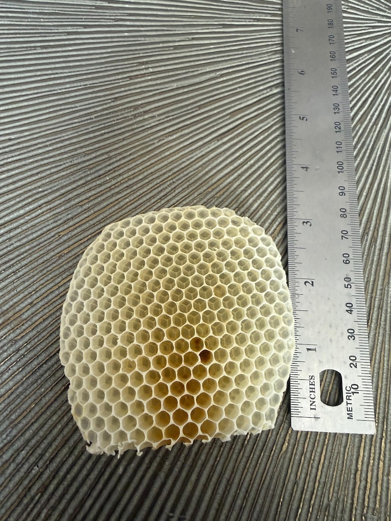 May include: A piece of off-white honeycomb with a hexagonal pattern, positioned next to a metal ruler showing a width of approximately 3.5 inches. The structure features numerous small, uniform cells with a light yellow tint in the center.