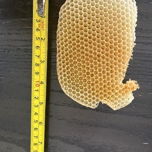 May include: A natural, light beige honeycomb structure with a repeating hexagonal pattern. A yellow measuring tape is positioned vertically next to the honeycomb, indicating a length of approximately 7.5 inches for the honeycomb piece.