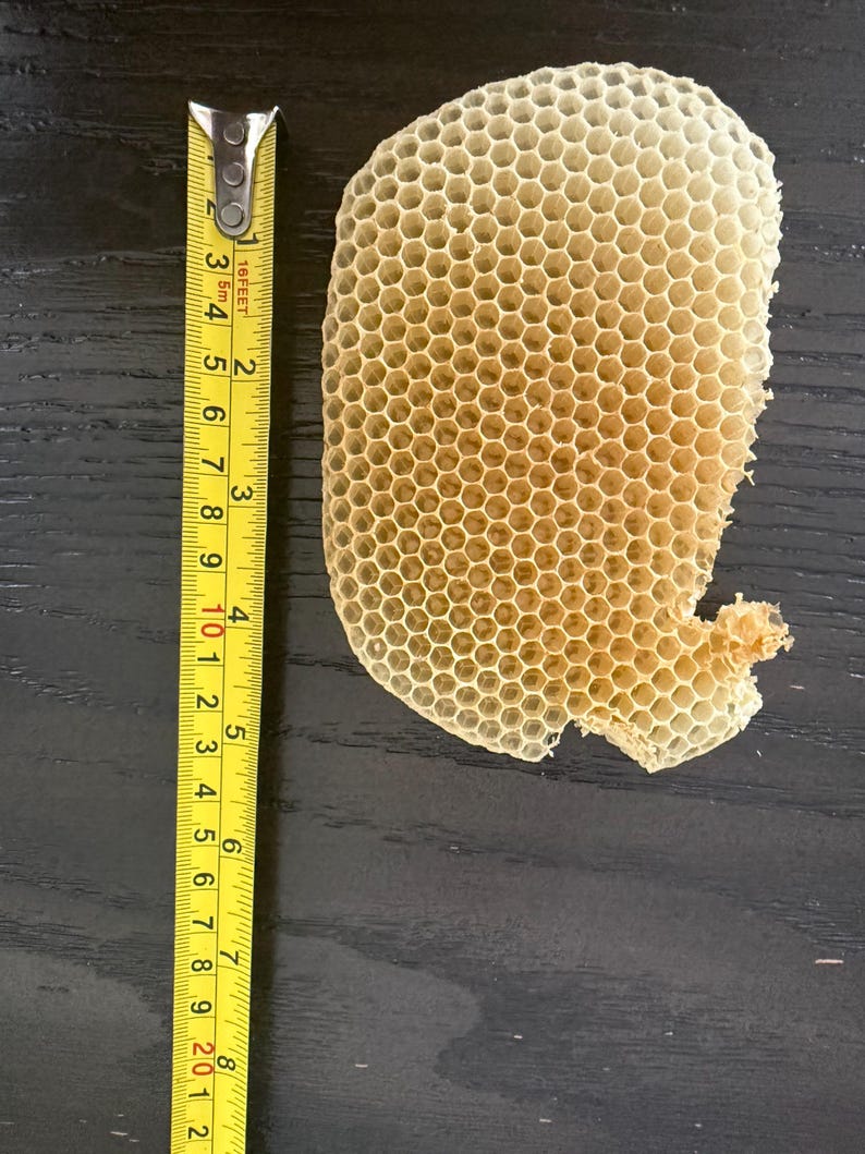 May include: A natural, light beige honeycomb structure with a repeating hexagonal pattern. A yellow measuring tape is positioned vertically next to the honeycomb, indicating a length of approximately 7.5 inches for the honeycomb piece.