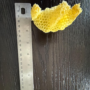 May include: A piece of bright yellow honeycomb with a hexagonal cell structure positioned next to a metal ruler. The ruler shows the honeycomb fragment measures approximately 3 inches in length and 2 inches in width at its widest points.
