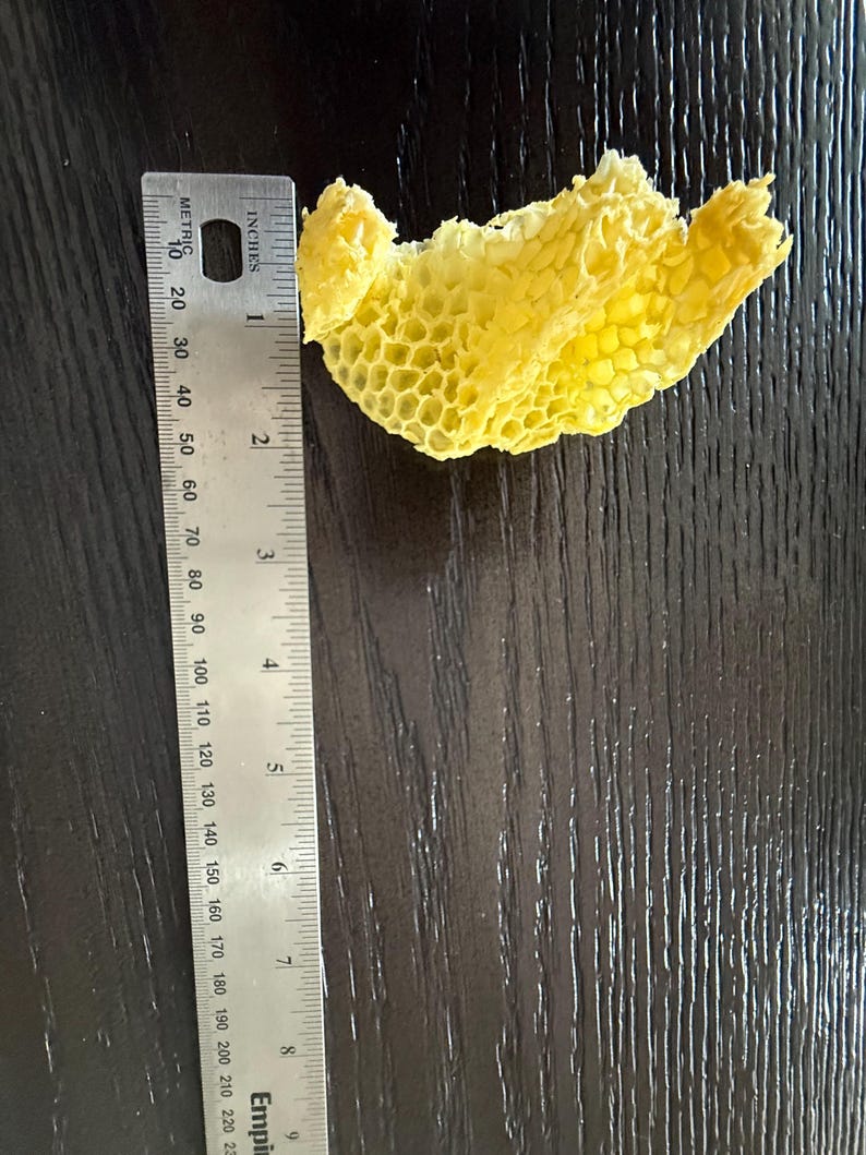 May include: A piece of bright yellow honeycomb with a hexagonal cell structure positioned next to a metal ruler. The ruler shows the honeycomb fragment measures approximately 3 inches in length and 2 inches in width at its widest points.
