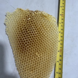 Könnte beinhalten: Ein hellgelbes, tropfenförmiges Wabenstück mit einem hexagonalen Zellenmuster. Ein gelbes Maßband ist vertikal an der rechten Seite angebracht und zeigt eine Länge von etwa 29 Zentimetern von oben nach unten an.