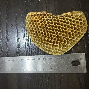 May include: A heart-shaped piece of natural honeycomb with visible hexagonal cells, positioned above a metal ruler that shows the object is approximately 3.5 inches wide at its widest point, featuring a light tan and golden yellow color palette.