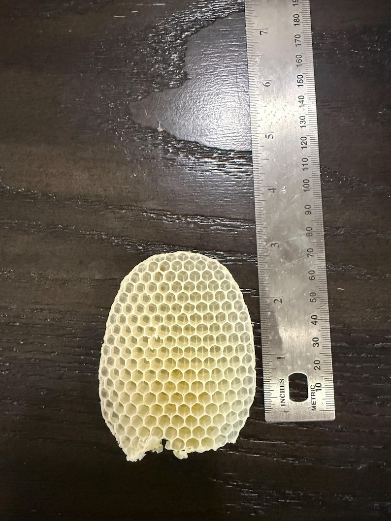 May include: A pale yellow, oval-shaped piece of natural honeycomb with a distinct hexagonal cell pattern. A metal ruler is positioned vertically next to the honeycomb, showing it measures approximately 3.5 inches in total length.