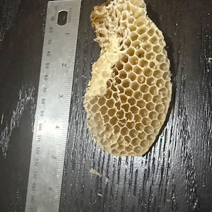 May include: A piece of natural, light beige honeycomb with a visible hexagonal cell structure. A metal ruler is positioned alongside the honeycomb, indicating a length of approximately 4.5 inches for the honeycomb specimen.