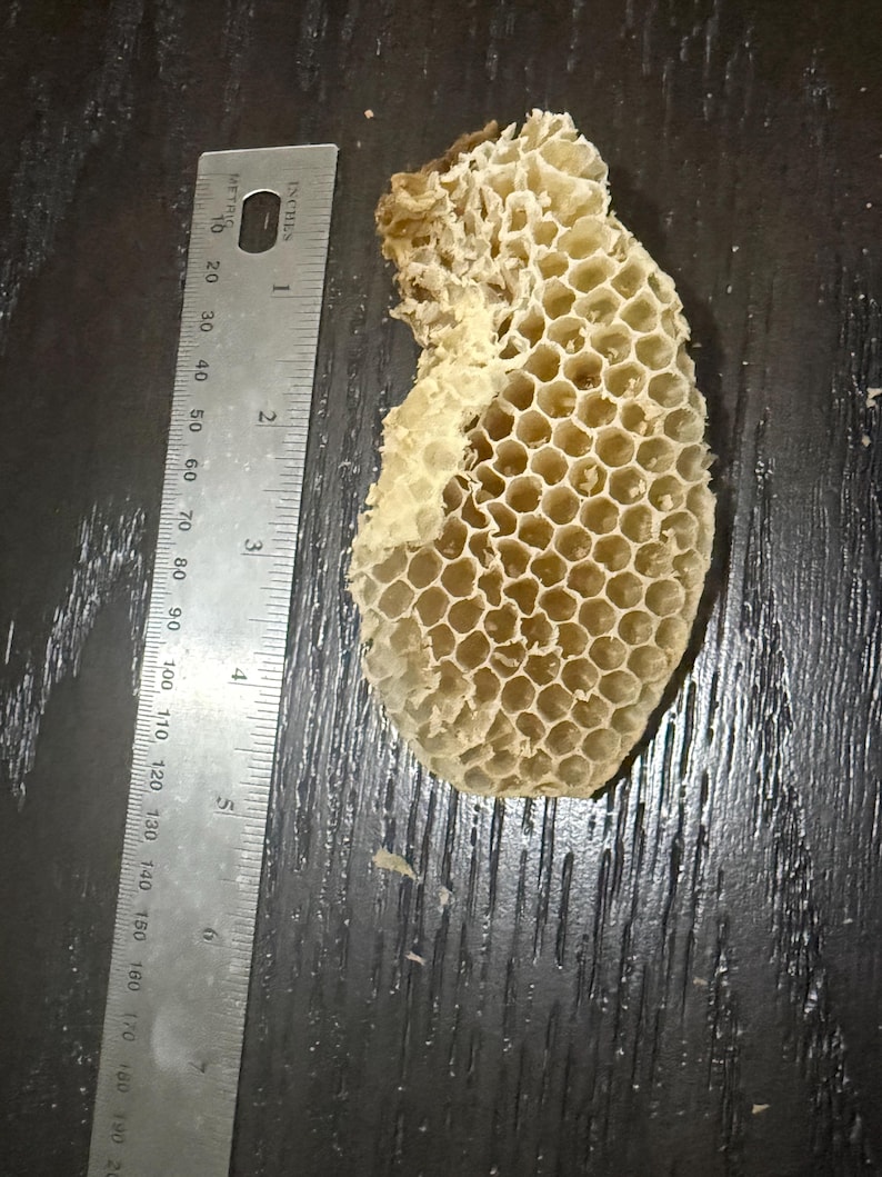 May include: A piece of natural, light beige honeycomb with a visible hexagonal cell structure. A metal ruler is positioned alongside the honeycomb, indicating a length of approximately 4.5 inches for the honeycomb specimen.