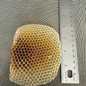 May include: A piece of natural honeycomb with a hexagonal pattern, light tan and yellow in color, positioned next to a metal ruler that shows the object is approximately 4 inches in height and 3.5 inches in width at its widest point.