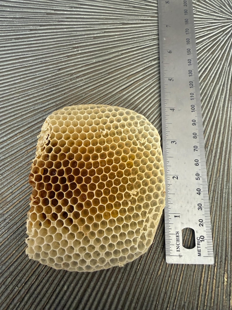 May include: A piece of natural honeycomb with a hexagonal pattern, light tan and yellow in color, positioned next to a metal ruler that shows the object is approximately 4 inches in height and 3.5 inches in width at its widest point.