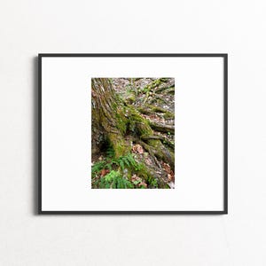Vecchia anima di Algonquin // Foresta - Zen - Albero - Radice - Spirituale - Decorazione murale - Fotografia - Fauna selvatica canadese - Verde - Arte - Terra - Aria