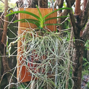 May include: A wooden planter box with a green plant and long, thin, gray-green air plant strands hanging down. The planter is suspended from a tree branch by a wire hanger, showcasing a natural, rustic aesthetic.