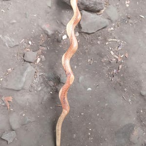 Puede incluir: Bastón de madera artesanal con diseño de serpiente. El bastón es de color marrón claro con detalles rojizos y tiene un mango curvo. El bastón mide aproximadamente 102 cm de largo.