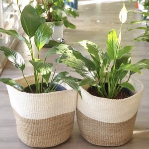 May include: Two woven plant pots with a two-tone design, featuring a white upper section and a tan lower section. Each pot contains a lush green plant with large leaves. The pots are placed on a light-coloured surface.