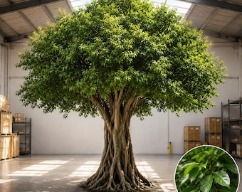 Artificial Banyan Green Fig Tree for Hotels, Restaurants & Commercial Spaces – Flagship Collection by ModTree™